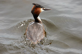 Faune des marais<br>NIKON D4, 500 mm, 1400 ISO,  1/2000 sec,  f : 8 